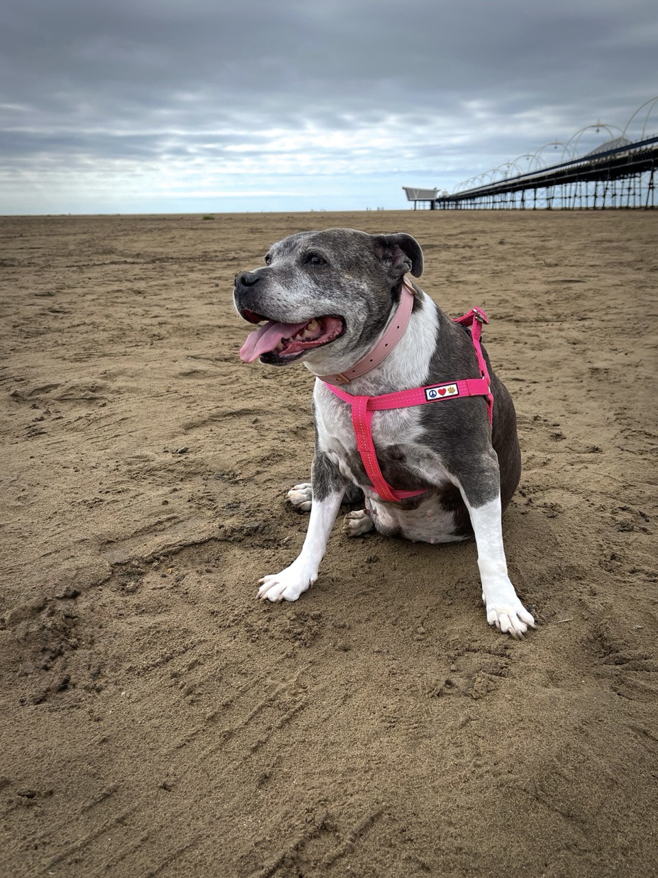 Bella the staffie at the beach